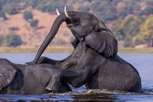 Elephants Wild4 African Photographic Tours