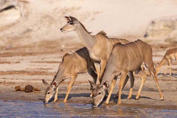 Kudu Wild4 African Photographic Tours