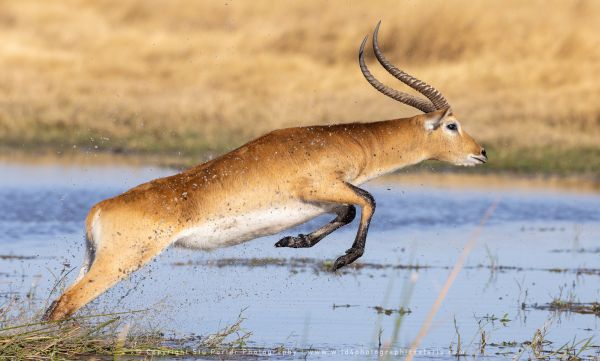 Red Lechwe Stu Porter African Photo Safaris