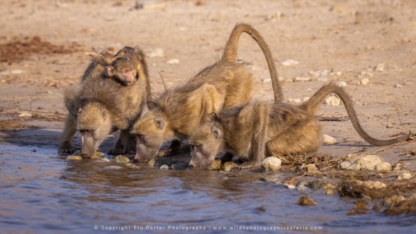 Baboons Stu Porter African Photo Safaris