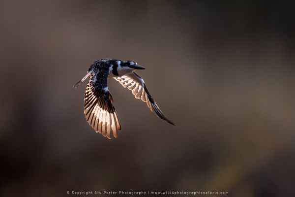Pied Kingfisher Stu Porter Photography Safaris