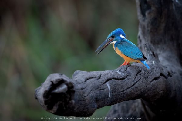 Half-collared Kingfisher Stu Porter Photography Safaris