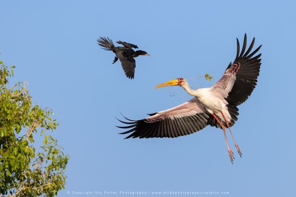 Yellow Billed Stork Stu Porter African Photo Safaris