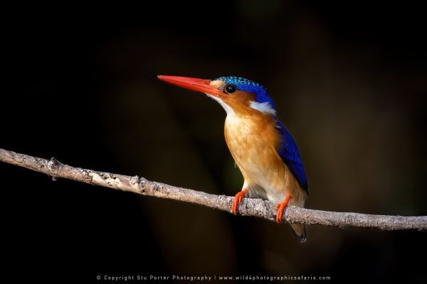 Malachite Kingfisher Botswana Stu Porter African Photo Safaris