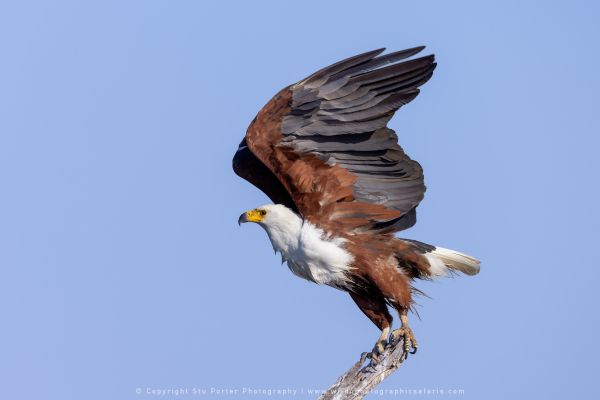 Fish Eagle Wild4 African Photographic Tours