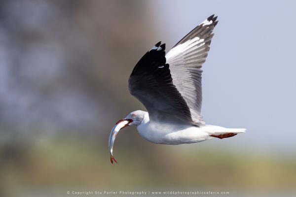 Grey Headed Gull Stu Porter Photography Safaris