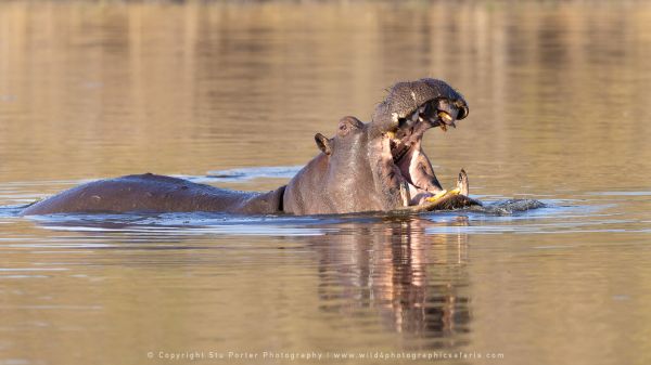 Hippo Stu Porter Photography Safaris