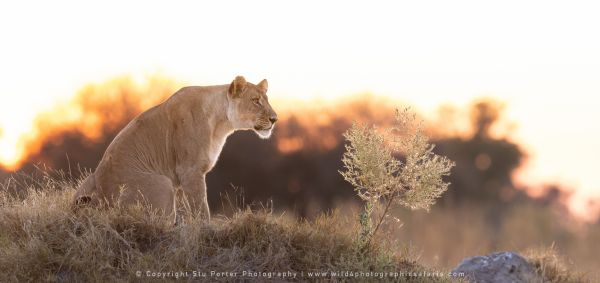 Lioness Stu Porter Photography Safaris