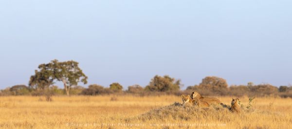 Lions Stu Porter African Photo Safaris