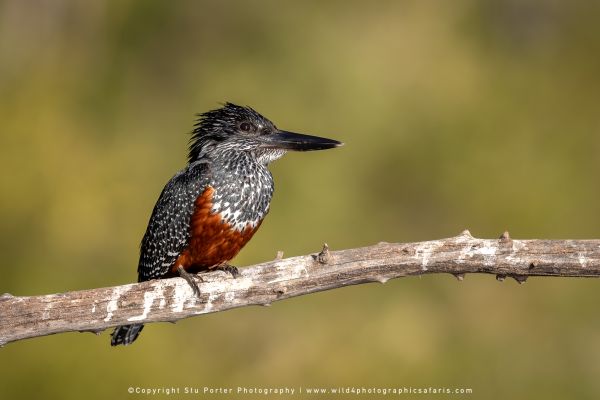 Chobe River and MalaMala Photo Safari with WILD4 photos copyright Stu Porter Photography