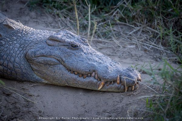 Chobe River and MalaMala Photo Safari with WILD4 photos copyright Stu Porter Photography