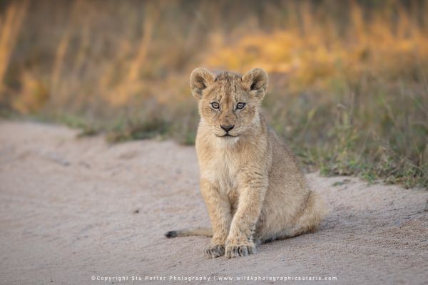 Chobe River and MalaMala Photo Safari with WILD4 photos copyright Stu Porter Photography