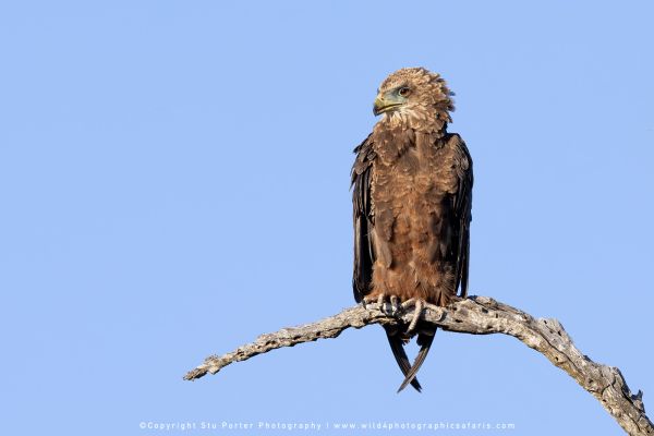 Chobe River and MalaMala Photo Safari with WILD4 photos copyright Stu Porter Photography