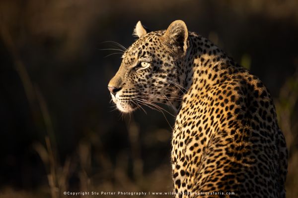 Chobe River and MalaMala Photo Safari with WILD4 photos copyright Stu Porter Photography