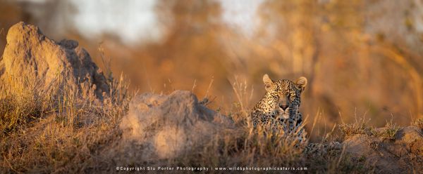 Chobe River and MalaMala Photo Safari with WILD4 photos copyright Stu Porter Photography