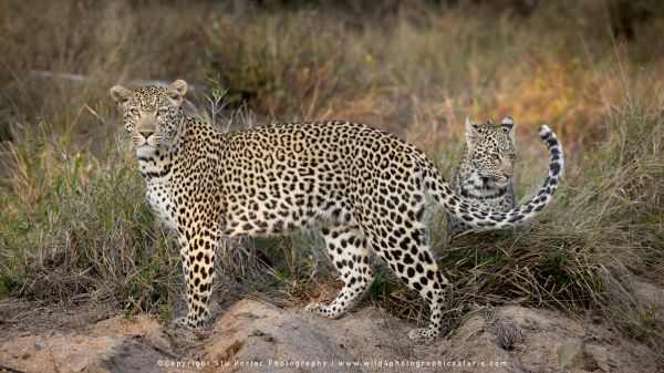 Chobe River and MalaMala Photo Safari with WILD4 photos copyright Stu Porter Photography