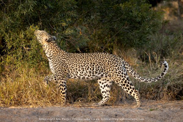 Chobe River and MalaMala Photo Safari with WILD4 photos copyright Stu Porter Photography