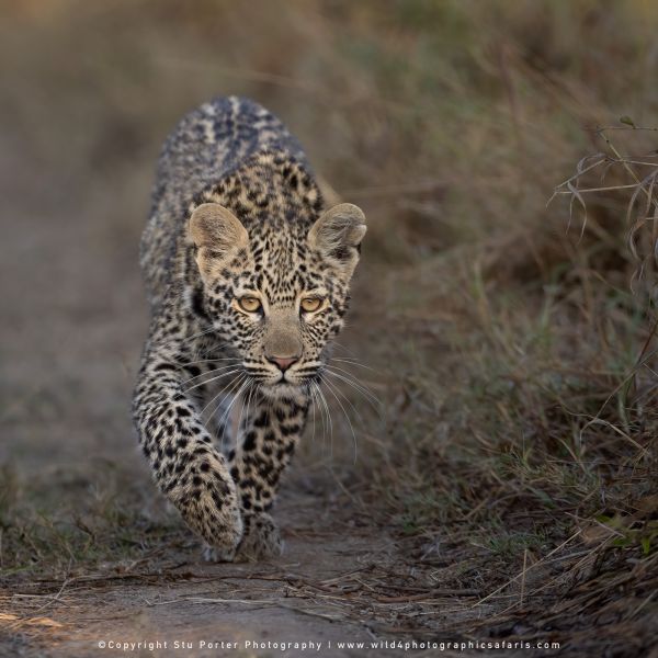 Chobe River and MalaMala Photo Safari with WILD4 photos copyright Stu Porter Photography