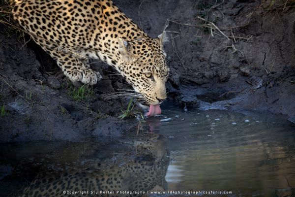 Chobe River and MalaMala Photo Safari with WILD4 photos copyright Stu Porter Photography