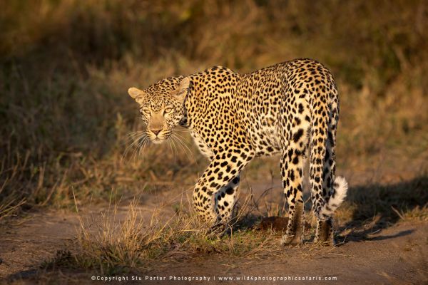 Chobe River and MalaMala Photo Safari with WILD4 photos copyright Stu Porter Photography