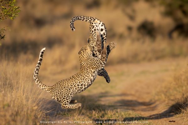 Chobe River and MalaMala Photo Safari with WILD4 photos copyright Stu Porter Photography