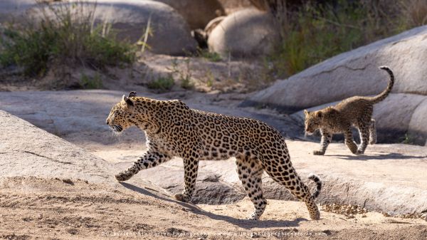 Chobe River and MalaMala Photo Safari with WILD4 photos copyright Stu Porter Photography