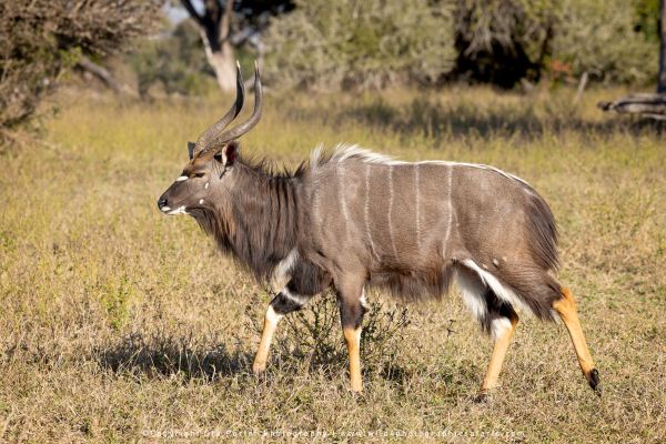 Chobe River and MalaMala Photo Safari with WILD4 photos copyright Stu Porter Photography