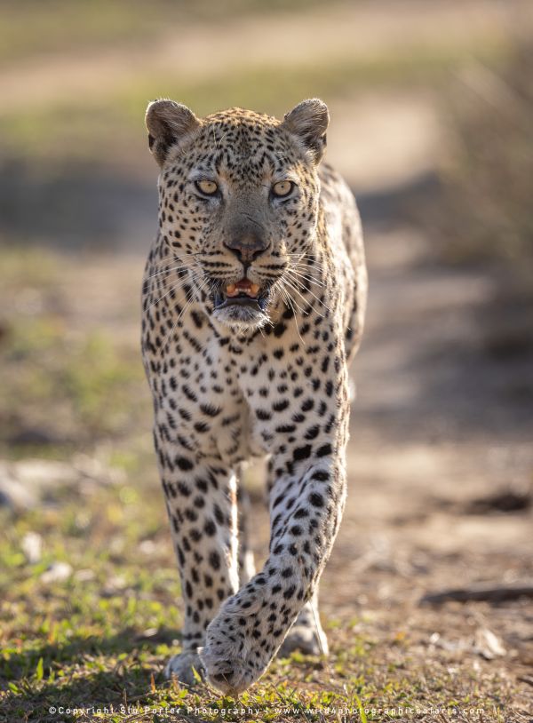 Chobe River and MalaMala Photo Safari with WILD4 photos copyright Stu Porter Photography