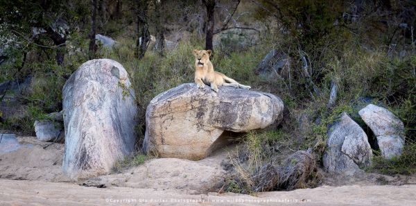 Chobe River and MalaMala Photo Safari with WILD4 photos copyright Stu Porter Photography