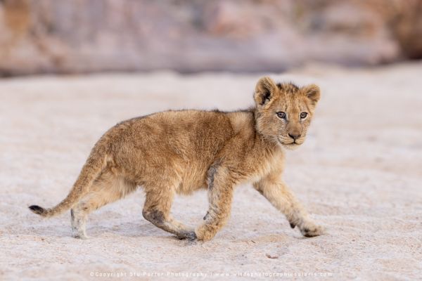 Chobe River and MalaMala Photo Safari with WILD4 photos copyright Stu Porter Photography