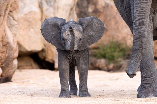 COPYRIGHT WILD4 Photo safaris - Baby Elephant - MalaMala, South Africa copyright Stu Porter