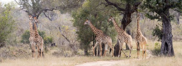 Chobe River and MalaMala Photo Safari with WILD4 photos copyright Stu Porter Photography