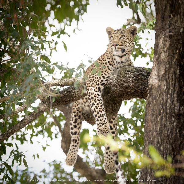 Chobe River and MalaMala Photo Safari with WILD4 photos copyright Stu Porter Photography