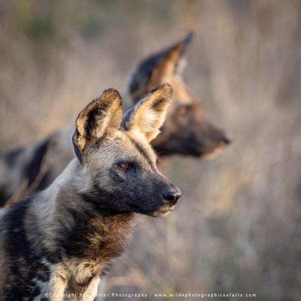 Chobe River and MalaMala Photo Safari with WILD4 photos copyright Stu Porter Photography