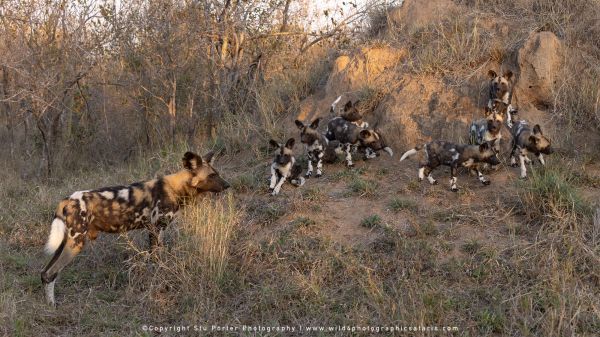 Chobe River and MalaMala Photo Safari with WILD4 photos copyright Stu Porter Photography