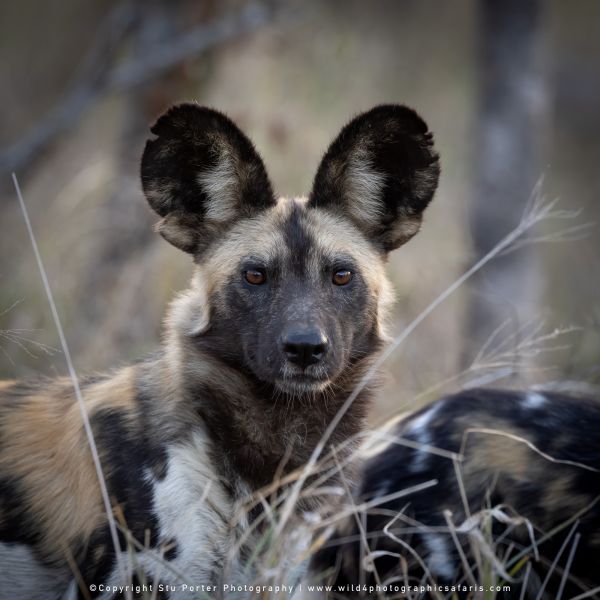 Chobe River and MalaMala Photo Safari with WILD4 photos copyright Stu Porter Photography