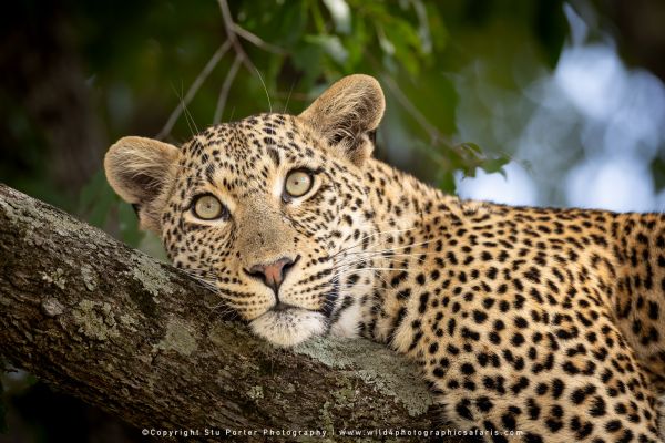 Chobe River and MalaMala Photo Safari with WILD4 photos copyright Stu Porter Photography