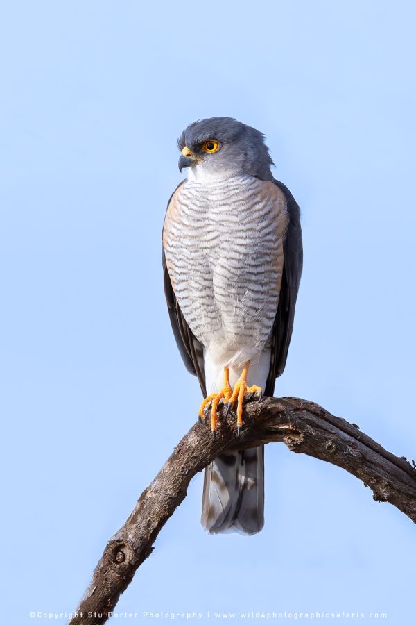 Chobe River and MalaMala Photo Safari with WILD4 photos copyright Stu Porter Photography