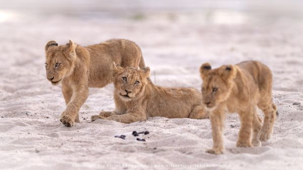 Chobe River and MalaMala Photo Safari with WILD4 photos copyright Stu Porter Photography