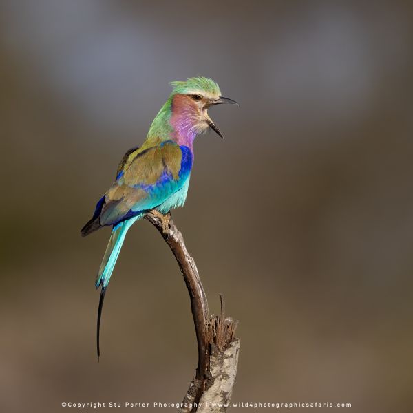 Chobe River and MalaMala Photo Safari with WILD4 photos copyright Stu Porter Photography