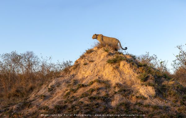 Chobe River and MalaMala Photo Safari with WILD4 photos copyright Stu Porter Photography