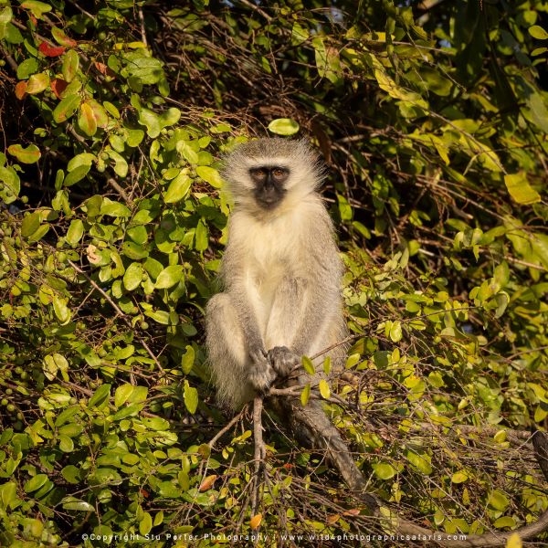 Chobe River and MalaMala Photo Safari with WILD4 photos copyright Stu Porter Photography