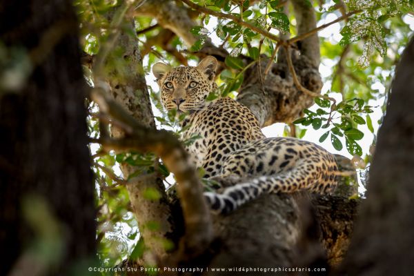 Chobe River and MalaMala Photo Safari with WILD4 photos copyright Stu Porter Photography