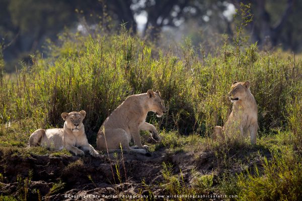 Chobe River and MalaMala Photo Safari with WILD4 photos copyright Stu Porter Photography