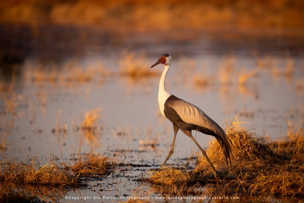 Wattled Crane wading through Botswana wetlands by Stu Porter, Wild4 Photo Safaris