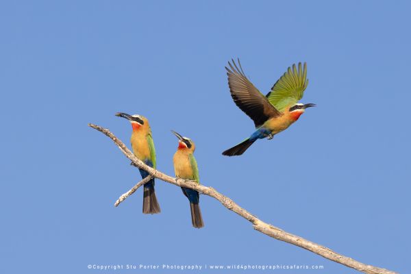 White-fronted Bee-eaters perched and flying by Stu Porter, Wild4 Photo Tours
