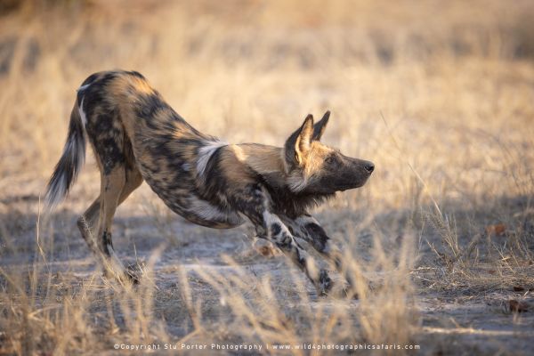 African Wild Dog stretching in grass by Stu Porter, Wild4 Photography Tours