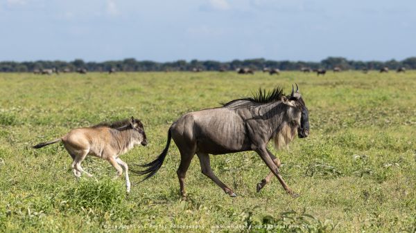 Tanzania Photo Safaris with Stu Porter