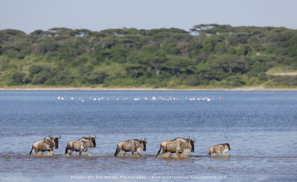 Tanzania Photo Safaris with Stu Porter