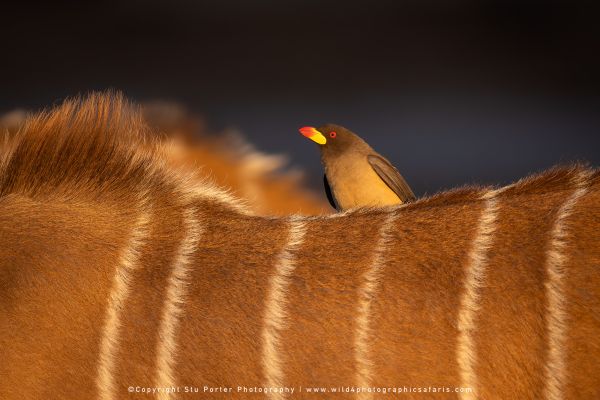 Yellow-billed Oxpecker on a Kudu by Stu Porter, Wild4 Photography Tours